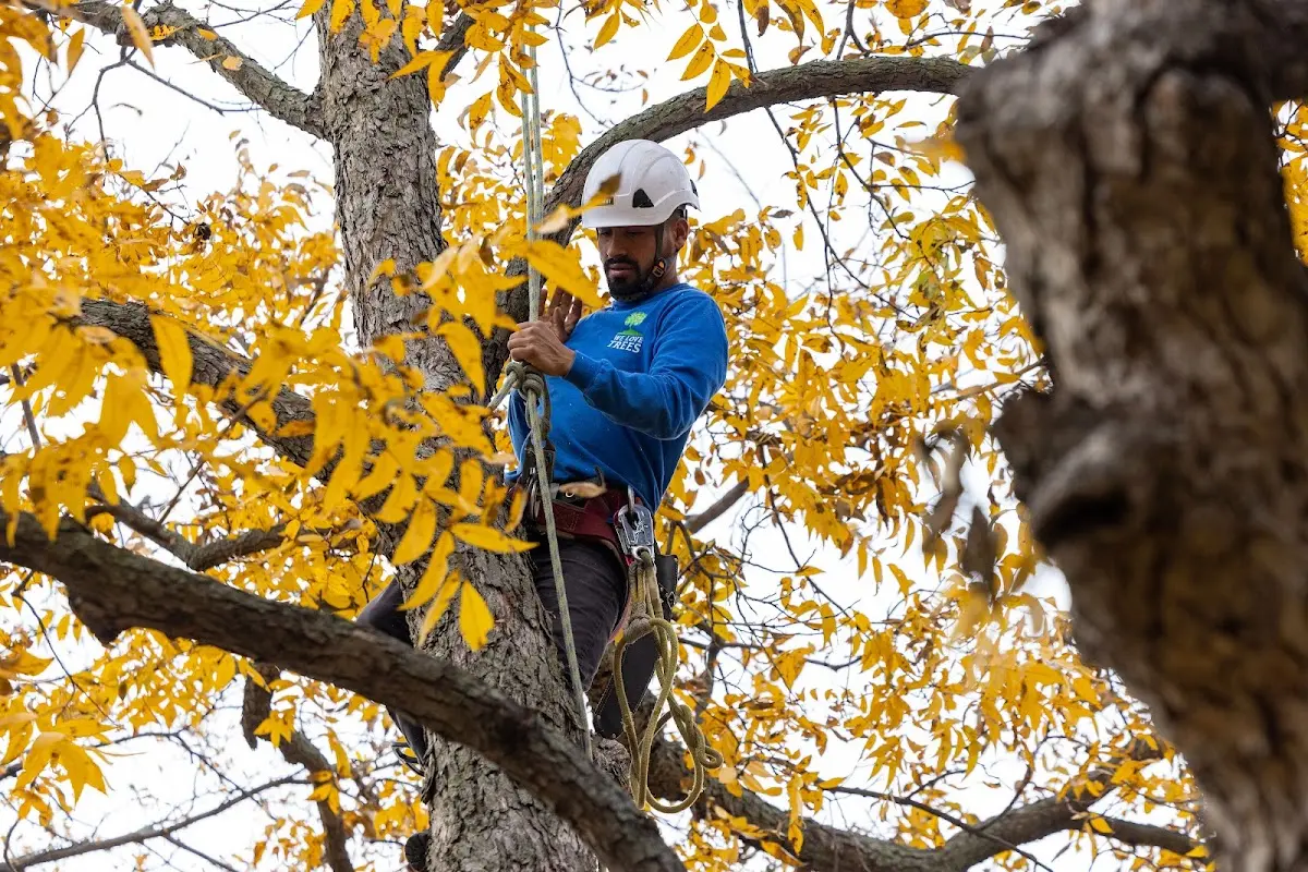 Skilled Tree Trimming crew working in Linn